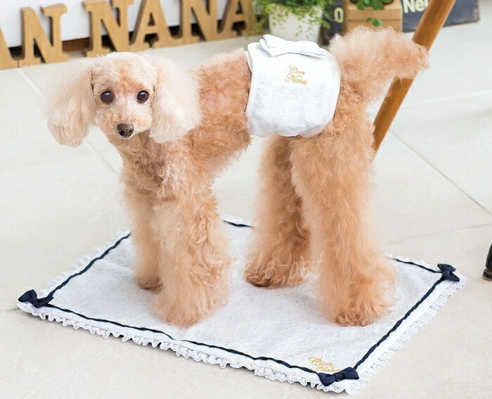 楽天市場】CanNana 【きゃんナナ】レースマナーバンド M,LLサイズ 失禁