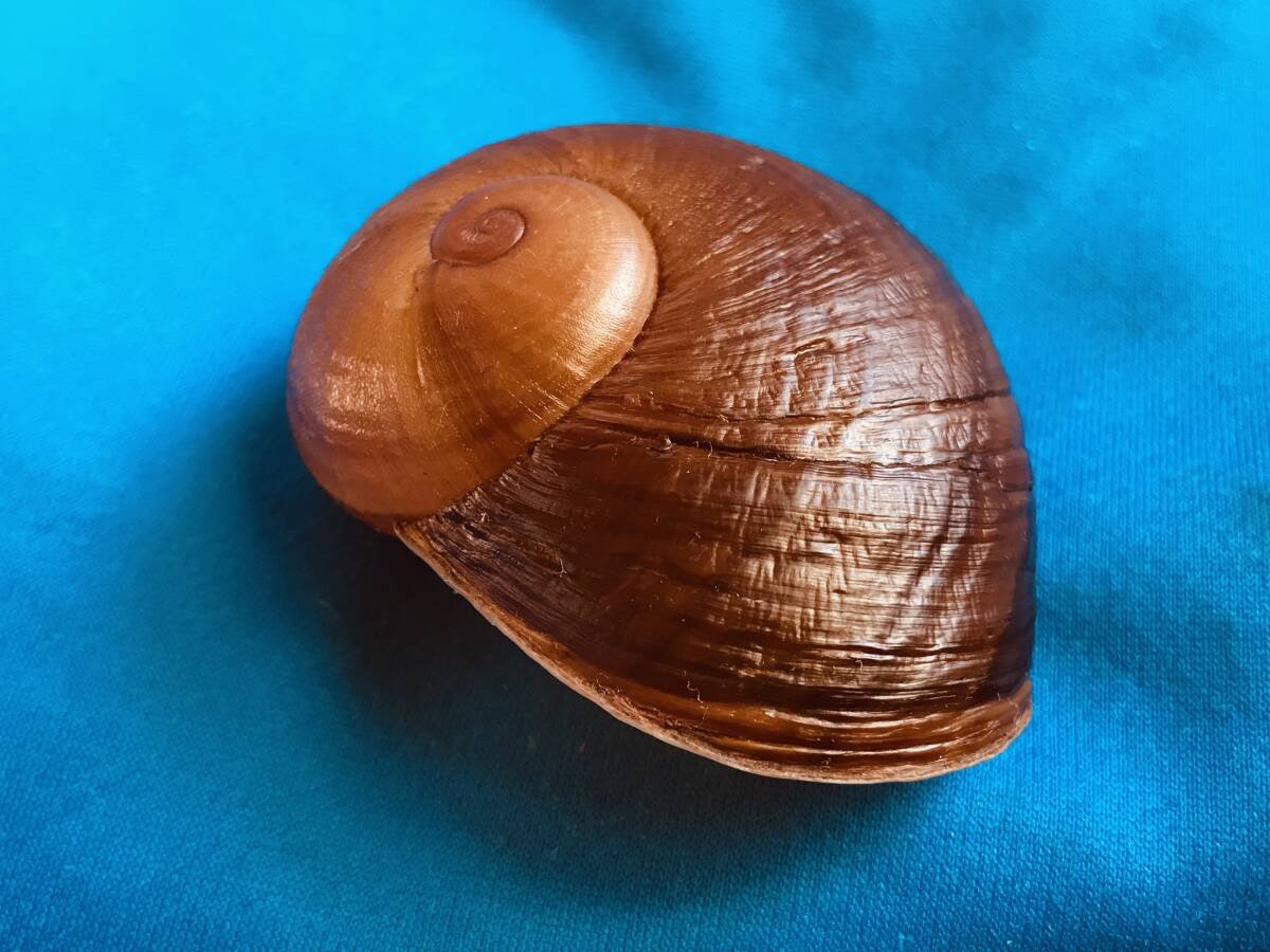 Yahoo!オークション -「カタツムリ マイマイ」の落札相場・落札価格