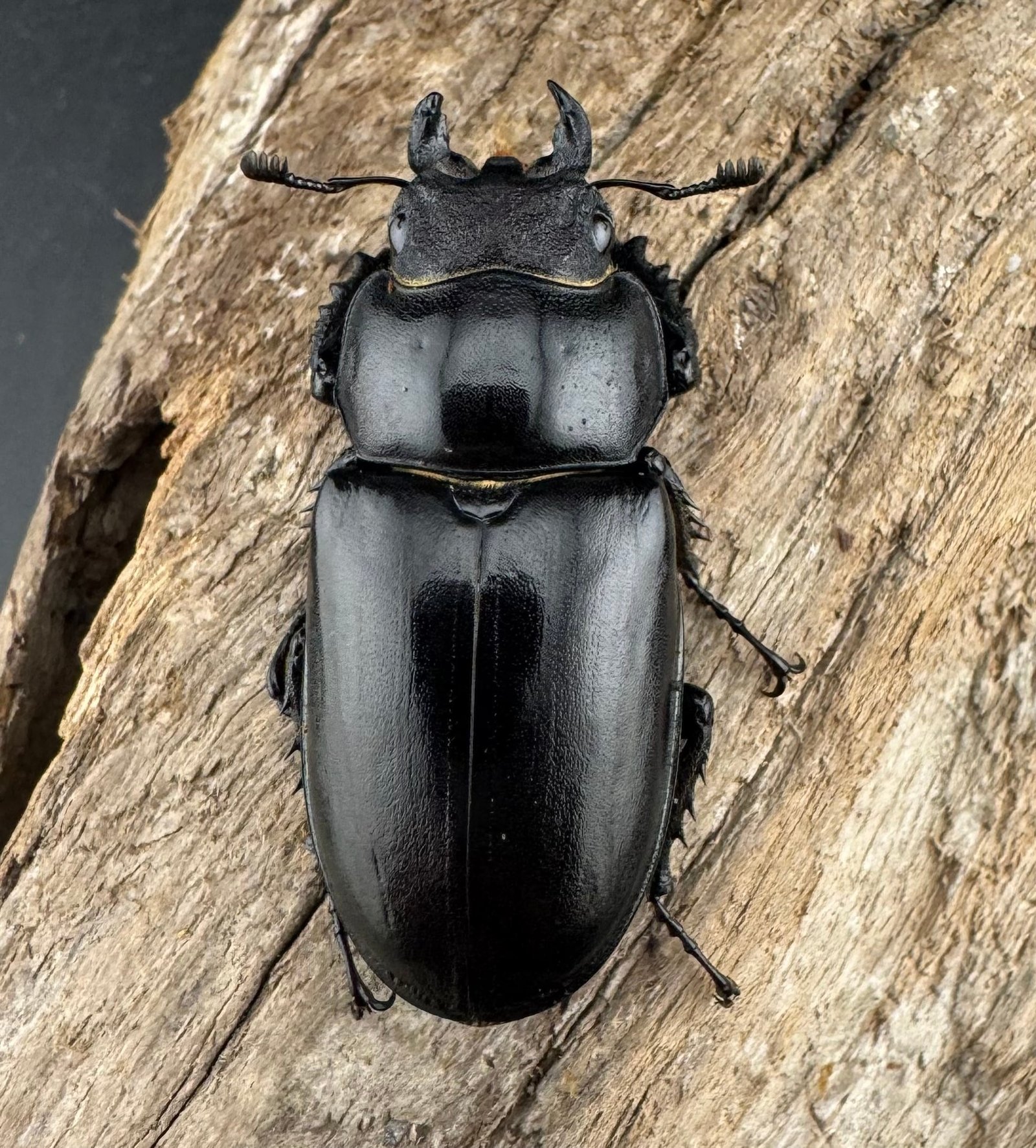 くわかぶプラネット / 【大型】ユダイクスミヤマクワガタペア 【標本