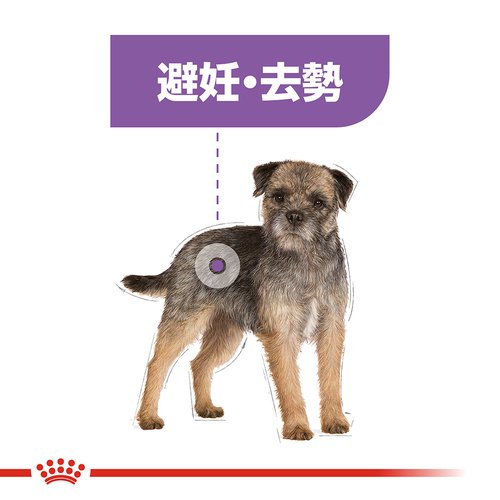 送料無料】ロイヤルカナン CCN ミニステアライズド 避妊・去勢犬用 8kg