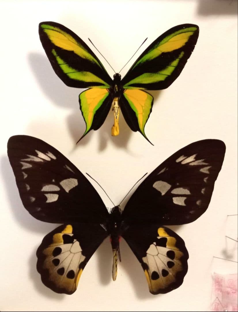 蝶標本 ゴクラクトリバネ 蝶（標本） ゴクラクトリバネアゲハ（ペア