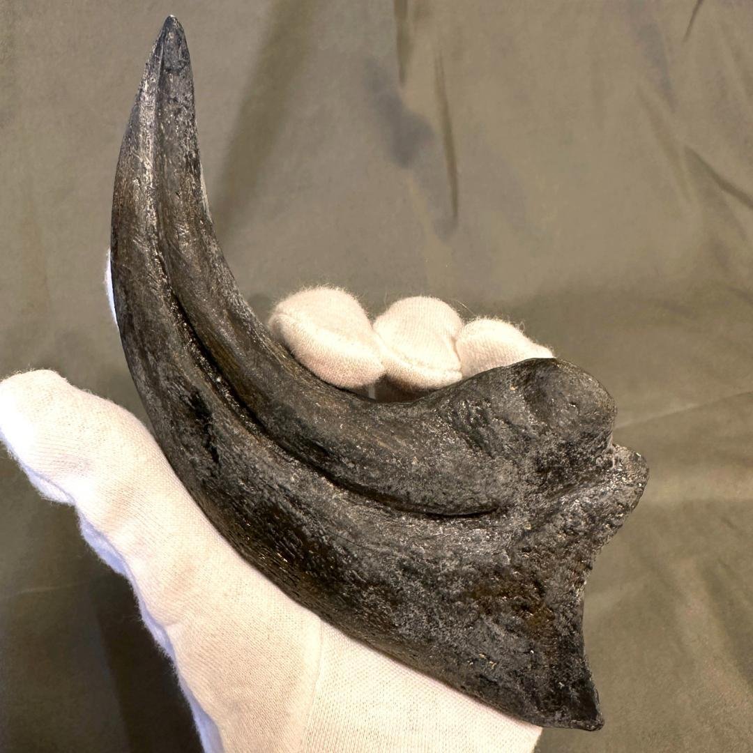 アロサウルス ハンドクロウ かぎ爪 化石標本 肉食恐竜 獣脚類 1498 17年の社史でわずか2点目！恐竜化石コレクター垂涎の逸品…アロサウルス